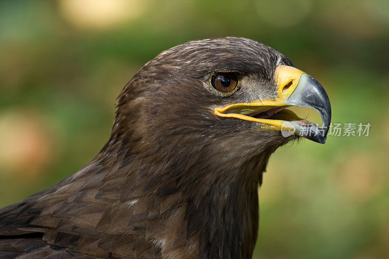 小斑鹰(Aquila pomarina)